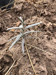 Palafoxia arida arida