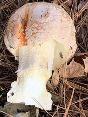 Amanita