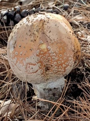 Amanita