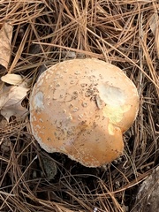 Amanita