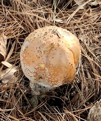 Amanita