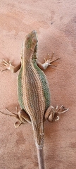 Liolaemus cyanogaster