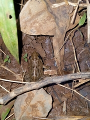 Fejervarya cancrivora