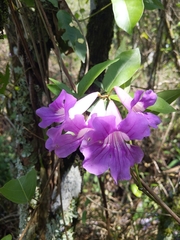 Bignonia