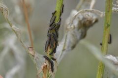 Melitaea phoebe