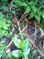 Leucauge argyra