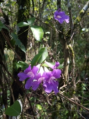Bignonia