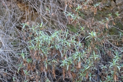 Diplacus