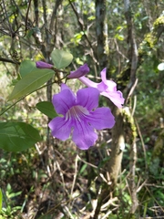 Bignonia