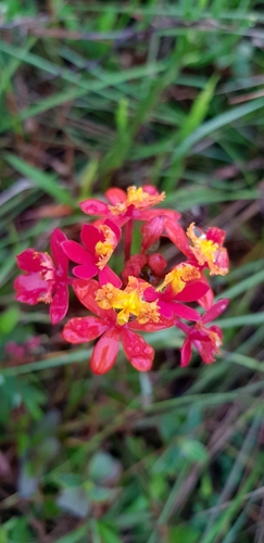 Image of Epidendrum fulgens by (c) LPB, some rights reserved (CC BY)