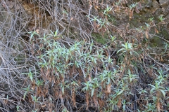 Diplacus