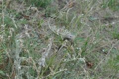 Melitaea phoebe