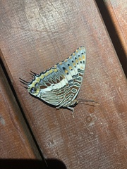 Charaxes saturnus