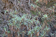 Diplacus