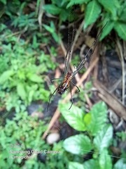 Leucauge argyra