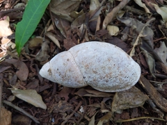 Megalobulimus