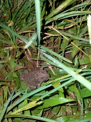 Duttaphrynus melanostictus