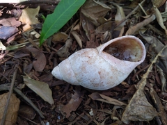 Megalobulimus