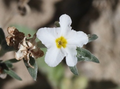 Euploca confertifolia