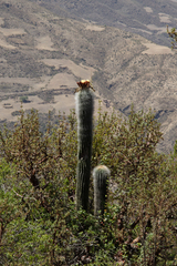 Trichocereus bertramianus