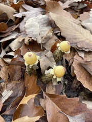 Calostoma lutescens