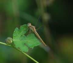 Neurothemis intermedia