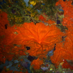 Spirastrella cunctatrix