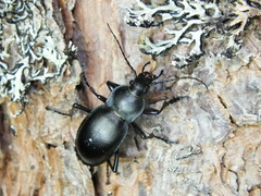 Carabus glabratus