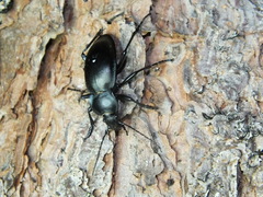 Carabus glabratus