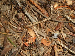 Formica paralugubris