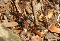 Formica paralugubris