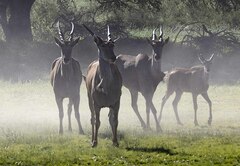 Tragelaphus oryx oryx