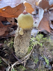 Calostoma lutescens