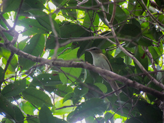 Vireo chivi