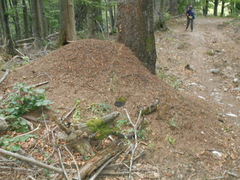 Formica paralugubris