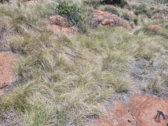 Coleochloa setifera