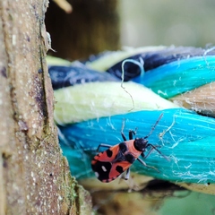 Horvathiolus superbus