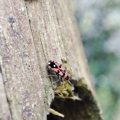 Horvathiolus superbus