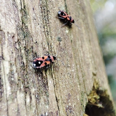 Horvathiolus superbus