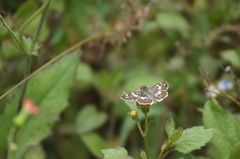 Burnsius orcynoides