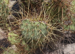 Opuntia aureispina