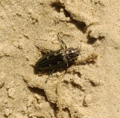 Chalcophora mariana