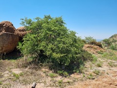 Vangueria parvifolia