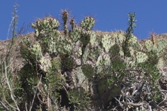 Opuntia aureispina