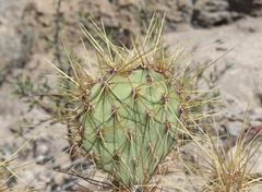 Opuntia aureispina