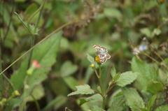 Burnsius orcynoides