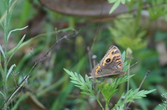 Junonia evarete
