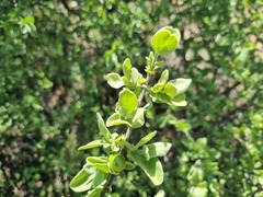 Vangueria parvifolia