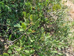 Searsia magalismontana magalismontana