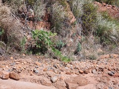 Cyphostemma lanigerum